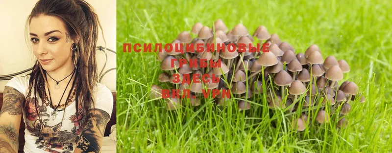 Псилоцибиновые грибы Psilocybe Уяр